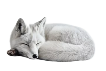Peaceful Arctic Fox Sleeping on Snowy Surface in Minimalist Winter Landscape