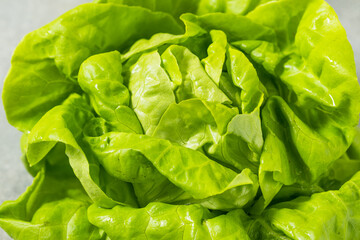Organic Green Butterhead Lettuce