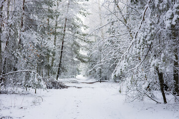 Beautiful forest covered with white fresh snow. Fresh snow covers the quiet forest, creating a picturesque winter scene with snow-covered trees and an untouched path leading into the forest.