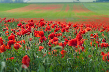 paysages coquelicot