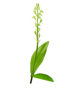 Liparis loeselii - Known as Loesel's Twayblade, Yellow Widelip Orchid, Bog Twayblade, and Fen Orchid - Native North American Wildflower Isolated