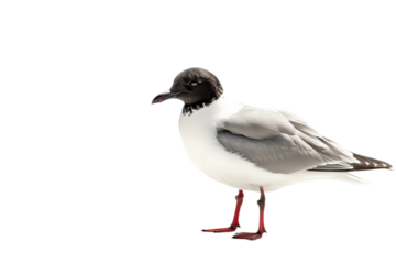 Elegant Black-Headed Gull Standing Against a Minimalist Transparent Background in Studio Lighting