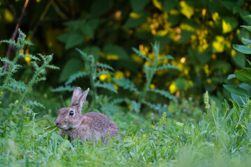 lapin de garenne