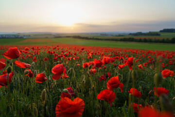 paysages coquelicot