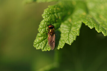 Chloromie agréable (Chloromyia formosa)
Chloromyia formosa in its natural element
