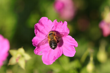 Mégachile des jardins (Megachile willughbiella)
Megachile willughbiella in its natural element
