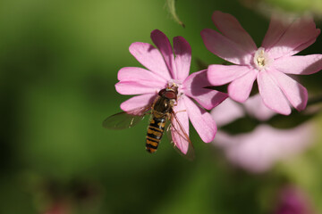 Syrphe à ceintures (Episyrphus balteatus)
Episyrphus balteatus on an unidentified flower or plant
