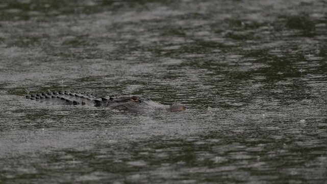 Alligator in the rain in Florida