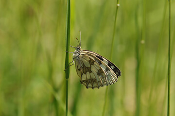 Demi-deuil (Melanargia galathea)
Melanargia galathea on an unidentified flower or plant
