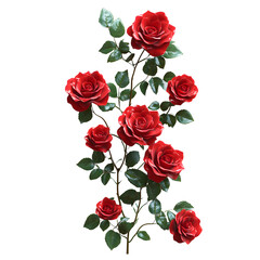 Roses on Isolated White Background