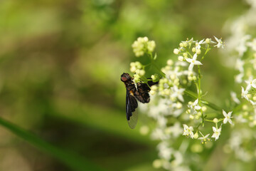 Anthracine morio (Hemipenthes morio)
Hemipenthes morio in its natural element
