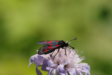 Zygène du trèfle (Zygaena trifolii)
Zygaena trifolii in its natural element
