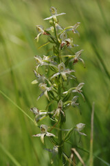 Platanthère des montagnes --- Platanthère à fleurs vertes (Platanthera chlorantha)
Platanthera chlorantha in flower
