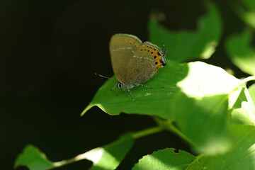 Thècle du prunier (Satyrium pruni)
Satyrium pruni in its natural element
