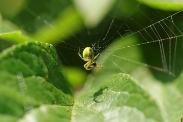 Epeire concombre (Araniella cucurbitina)
Araniella cucurbitina in its natural element
