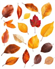 Obraz premium Colorful autumn leaves for seasonal decor.
