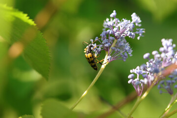 Lepture tachetée (Rutpela maculata)
Rutpela maculata in its natural element
