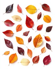 Obraz premium Colorful autumn leaves on a white background.