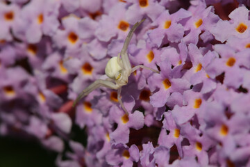Misumène (Misumena vatia)
Misumena vatia in its natural element
