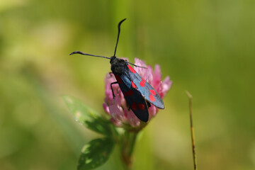 Zygène de la Filipendule (Zygaena filipendulae)
Zygaena filipendulae in its natural element
