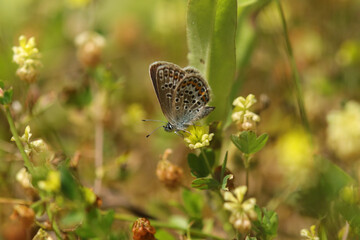 Petit Argus (Plebejus argus)
Plebejus argus in its natural element
