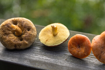Fresh mushrooms from Kashubian forests, Stezyca, Poland.