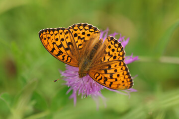 Moyen Nacré (Fabriciana adippe --- Argynnis adippe)
Fabriciana adippe --- Argynnis adippe on an unidentified flower or plant
