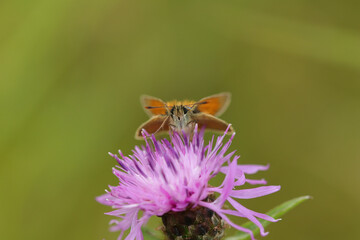 Hespérie de la houque (Thymelicus sylvestris)
Thymelicus sylvestris on an unidentified flower or...