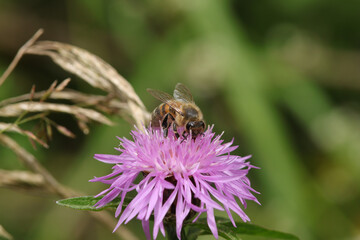 Abeille domestique --- Abeille mellifère (Apis mellifera)
Apis mellifera on an unidentified flower or plant
