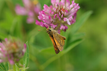 Sylvaine (Ochlodes sylvanus)
Ochlodes sylvanus in its natural element
