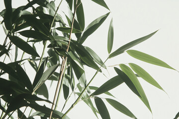 Fototapeta premium Serene Bamboo: Delicate bamboo leaves sway gently in the breeze, showcasing a graceful silhouette against a soft background.