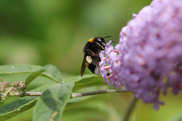 Bourdon terrestre (Bombus terrestris)
Bombus terrestris on an unidentified flower or plant
