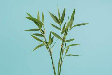 Bamboo Branches Against Teal: Three vibrant green bamboo branches, with their slender stalks and delicate leaves, stand out against a serene teal backdrop. The image evokes feelings of peace.