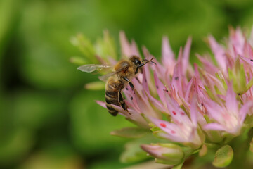 Abeille domestique --- Abeille mellifère (Apis mellifera)
Apis mellifera on an unidentified flower or plant
