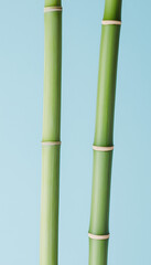 Fototapeta premium Bamboo Serenity: Two vibrant green bamboo stalks stand tall against a serene light-blue backdrop, symbolizing strength, flexibility, and natural harmony. 