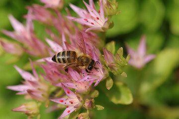 Abeille domestique --- Abeille mellifère (Apis mellifera)
Apis mellifera on an unidentified flower or plant
