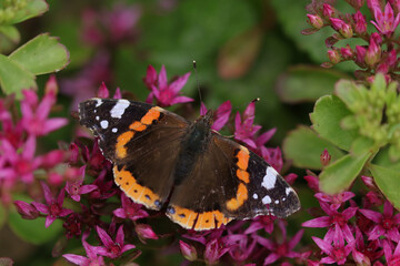 Vulcain (Vanessa atalanta)
Vanessa atalanta on an unidentified flower or plant
