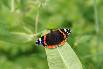 Vulcain (Vanessa atalanta)
Vanessa atalanta on an unidentified flower or plant

