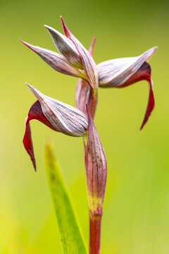 Exotic Serapias lingua orchid in natural green backdrop