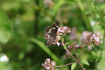 Carte géographique (Araschnia levana)
Araschnia levana in its natural element
