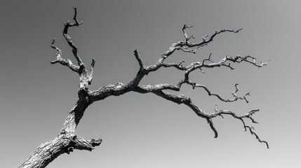 Obraz premium Dead tree branch against grey sky, nature photography, website background