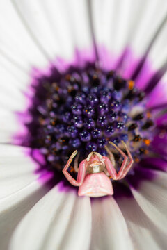 Macro view of crab spider on vibrant white african daisy