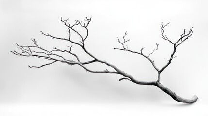Obraz premium Bare branch, studio shot, white background, winter nature