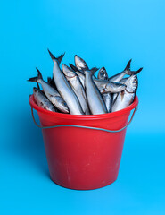 fish in a bucket