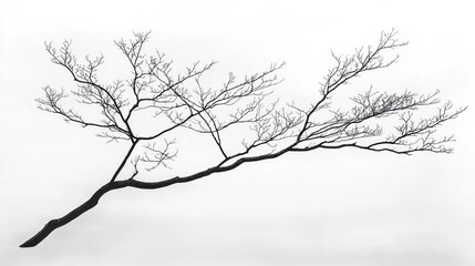 Fototapeta premium Bare tree branch, winter, sky background, nature photography, design element