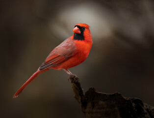 very red male cardinal in dramatic light on solitary perch