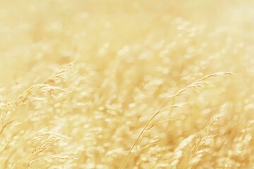 Obraz premium A serene sunset landscape with fields of yellow flowers and grass in a meadow during the warm golden hour, either at sunset or sunrise. The scene features a tranquil spring or summer closeup with a