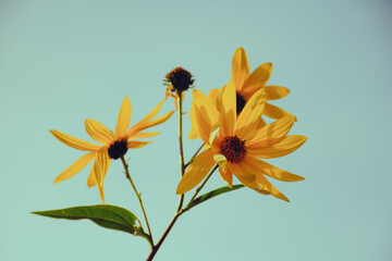 yellow flower on a blue background