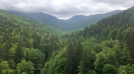 Fototapeta premium Lush Green Mountain Forest Landscape Panorama