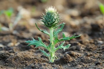 Young Thistle Growing in Soil